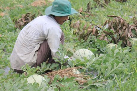 Quảng Ngãi Mới đầu vụ nhưng tiêu thụ ớt dưa hấu đã ngắc ngoải