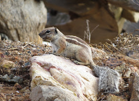 Barbary Ground Squirrel - Fuerteventura