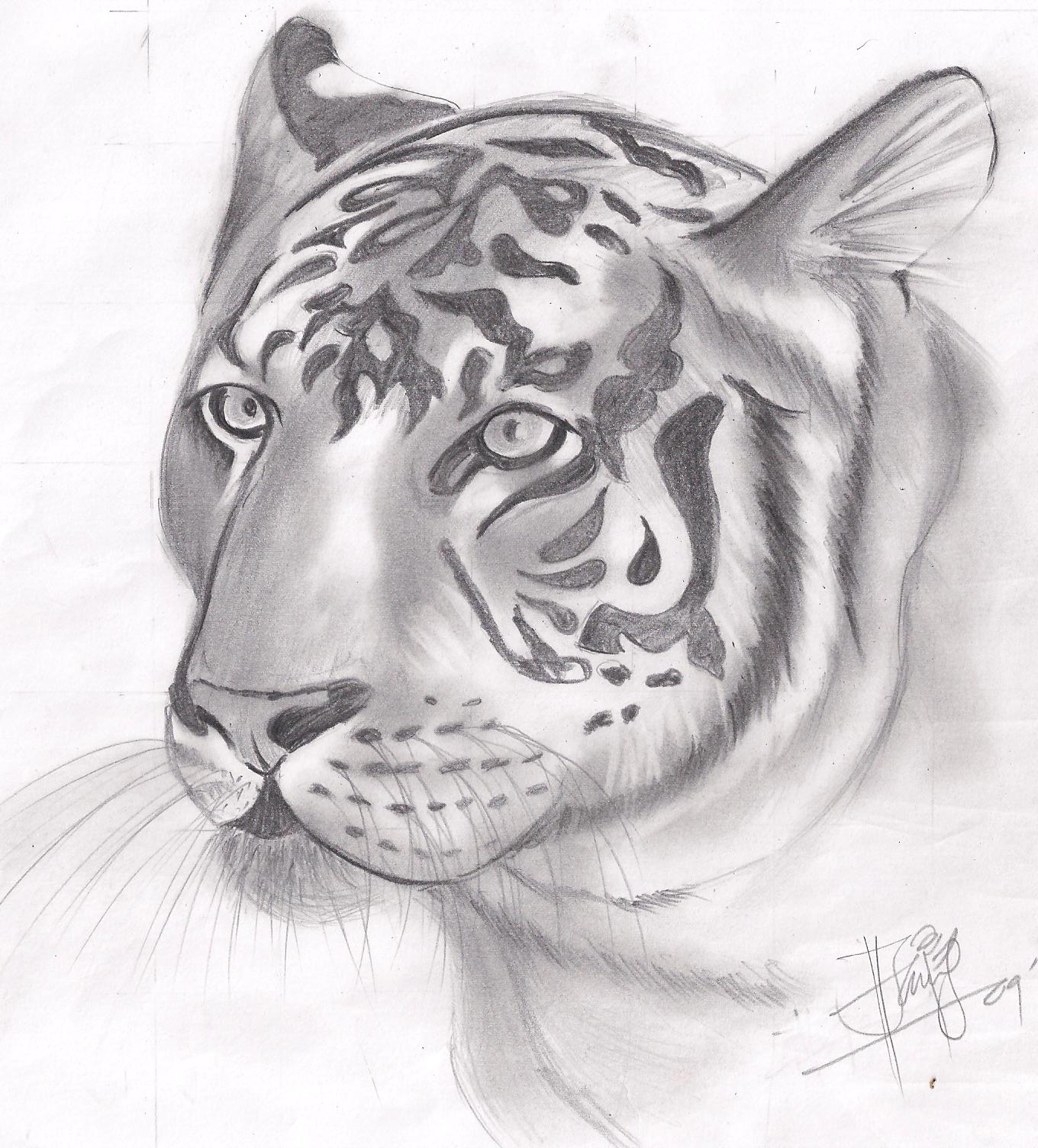 Gambar Sketsa Muka Harimau Sobsketsa