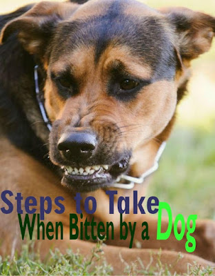 Angry Dog