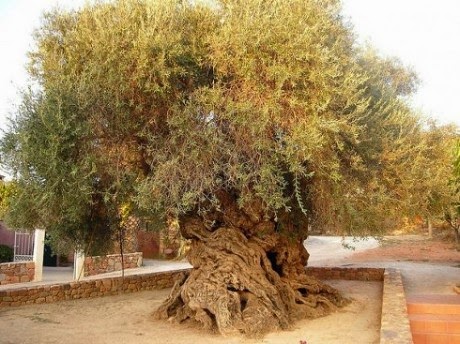Elia Bouybon, Pohon Zaitun dari Vouves