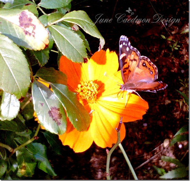 Butterfly_minus43