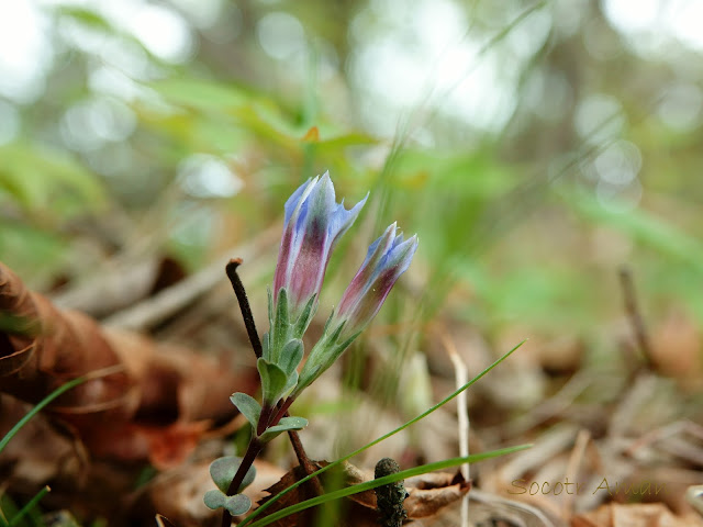 Gentiana zollingeri