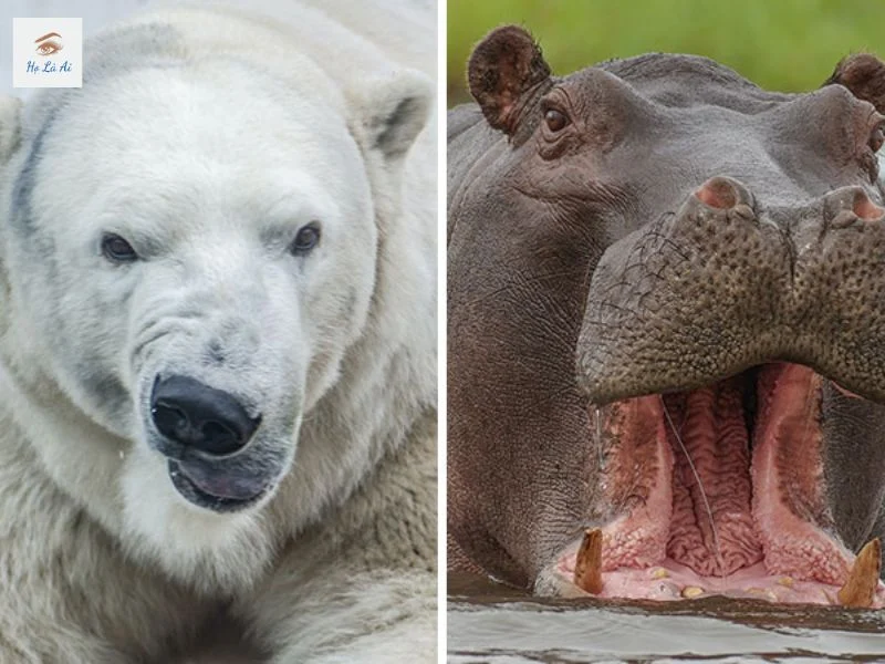 Polar Bear vs Hippo