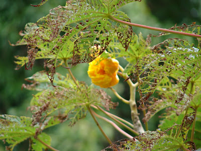 minkra Cochlospermum vitifolium