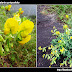 Crotalaria quniquefolia