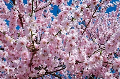 Japan cheery blossom