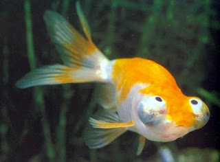 Celestial Eye/Choten gan Goldfish