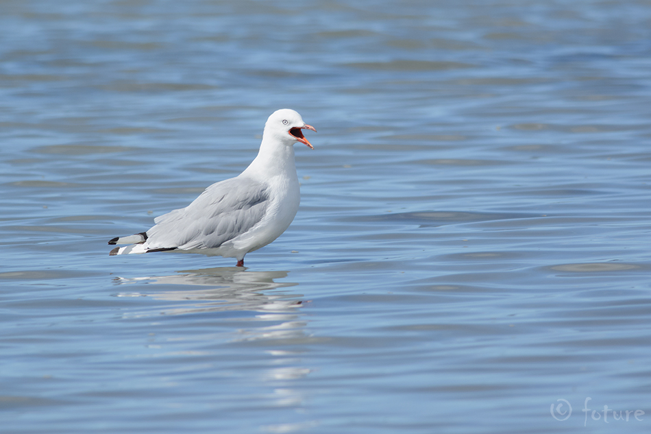 Tarapunga-kajakas, Larus novaehollandiae scopulinus, Red-billed Gull, mackerel, Chroicocephalus