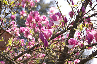Magnolia, petit arbre, arbre printemps, arbres de jardin,