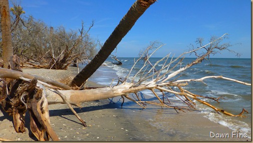 Botany Bay and the Boneyard_025