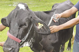 http://vnoticia.com.br/noticia/3712-comeca-a-distribuicao-de-vacinas-contra-a-febre-aftosa-em-sfi