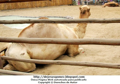 Foto a la espalda del camello por Jesus Gómez