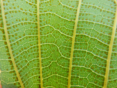 Veins of Dipteris conjugata