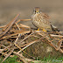 Amazing Kestrels