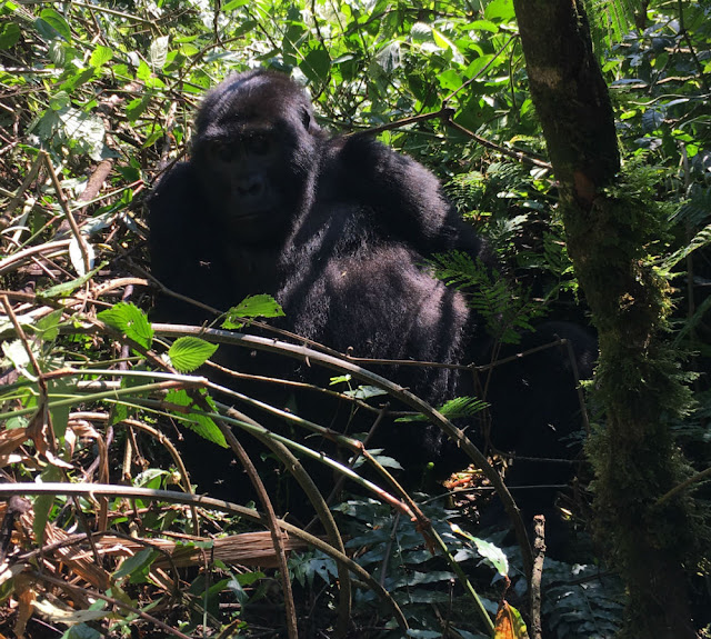 gorilla tracking in Uganda