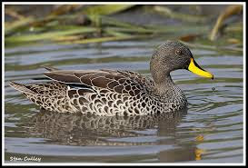 Yellow billed Duck