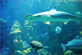 Tiburón Cabeza de Pala en el Acuario de Boston