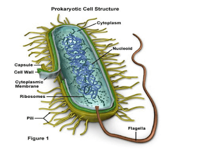 Struktur Bakteri