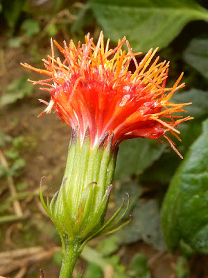 紅鳳菜的花序