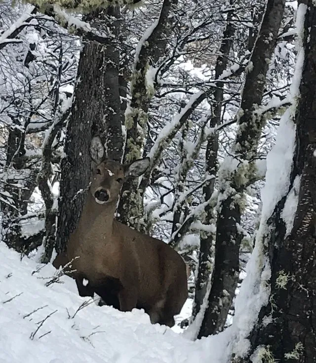 Huemul