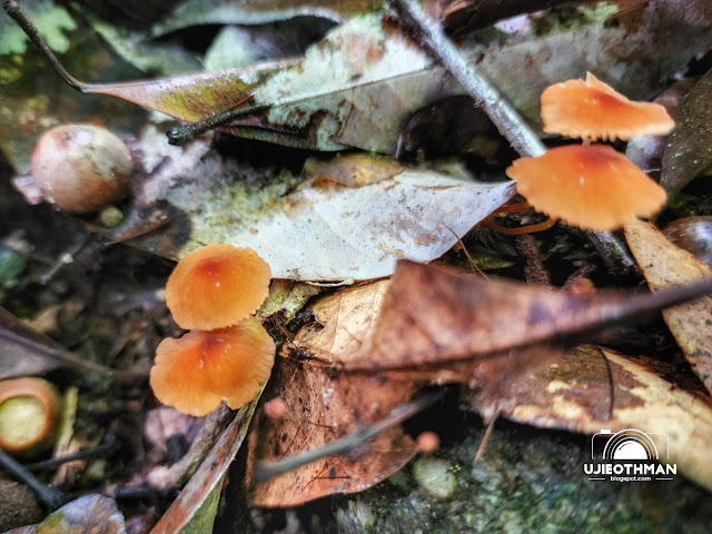 Flora di Bukit Jambul, Bayan Lepas