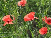 Fond d'écran juin 2011 - Coquelicots parisiens