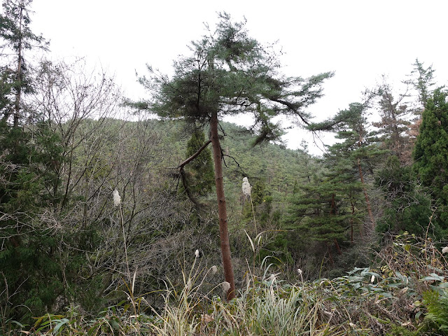 赤松池の脇道からの眺望