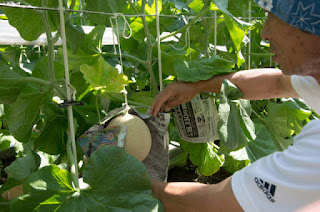 Sejarah Perkembangan Crown Melon di Jepang