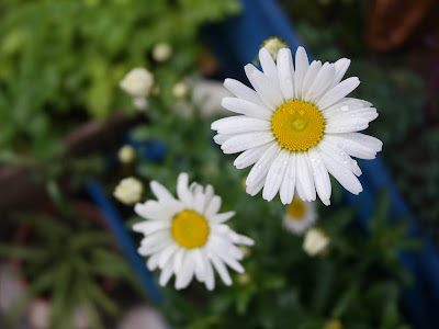 √ 西洋 菊 194654-西洋菊 ブーケ