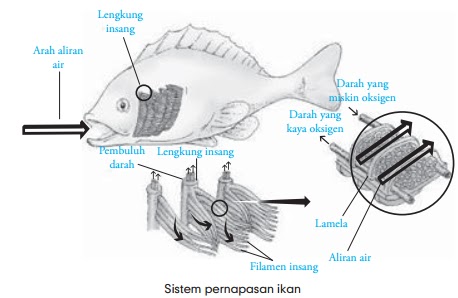  Pernapasan  Hewan  Protozoa Cacing Serangga Ikan Katak 