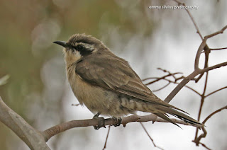Stylish Bird