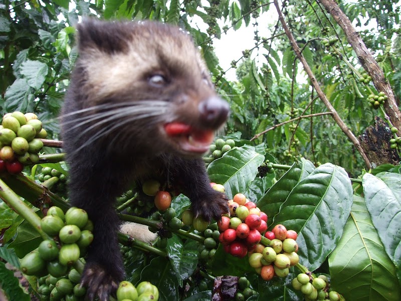 Ide Terpopuler 22+ Gambar Kopi Luwak