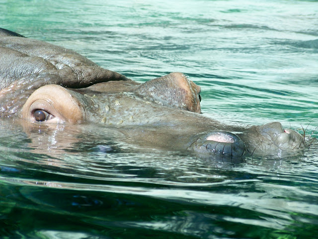 The hippo's eyes and nostrils are visible above the water.