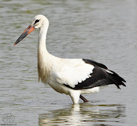 Cigüeña blanca