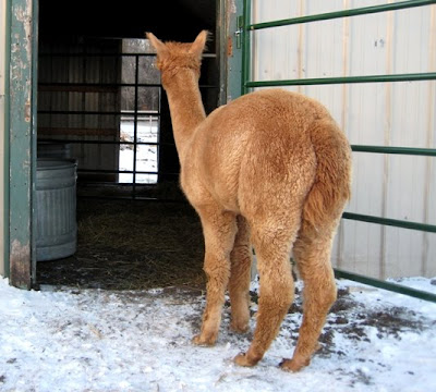 What's in the barn?