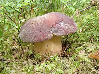 Borowik sosnowy Boletus pinophilus