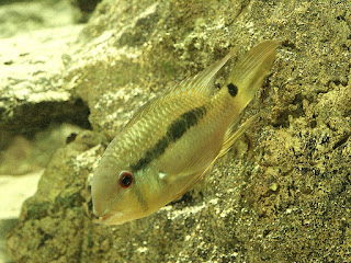 Photo de Poisson - Poissons non identifiés