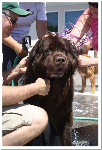 dogwash1