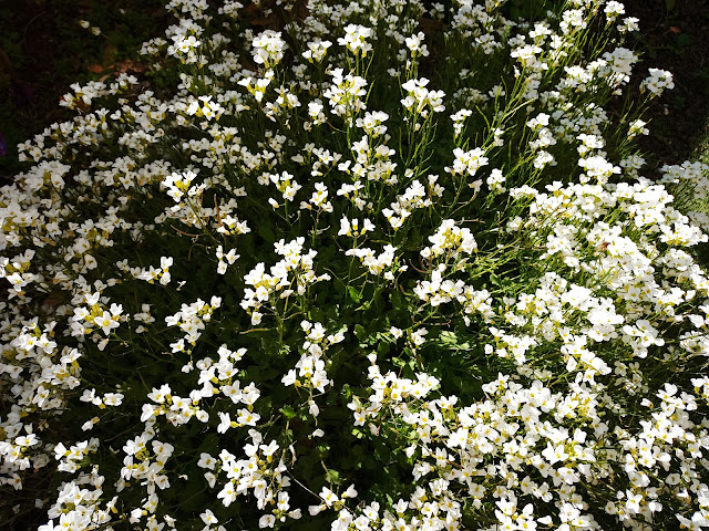 Arabis (Arabis alpina L. subsp. caucasica (Willd.) Briq.).