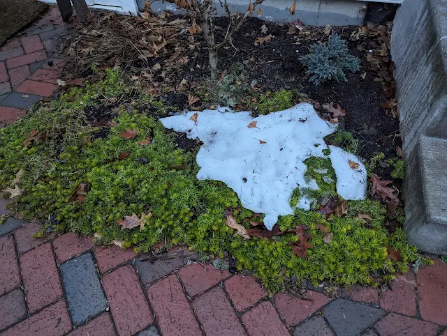 Angelina Sedum - Overwintering under snow blanket