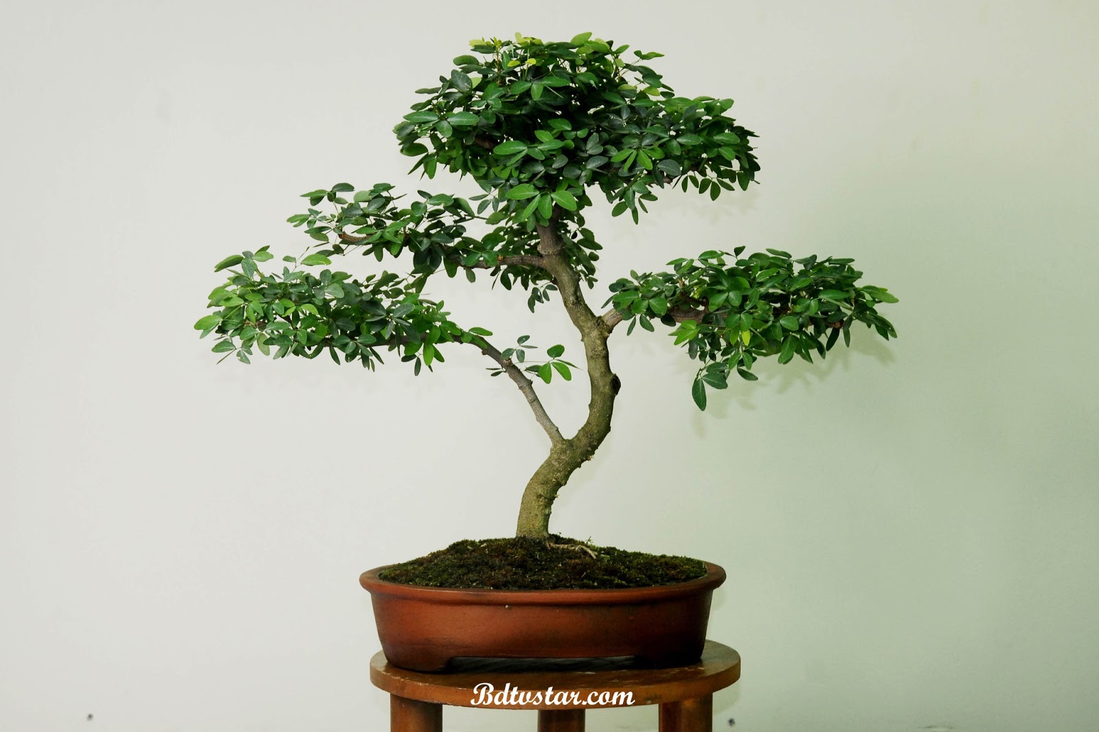 bonsai tree photos