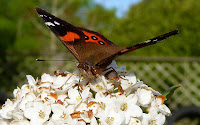 Red Admiral