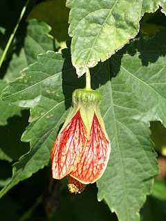 Abutilon pictum - Abutilon strié 