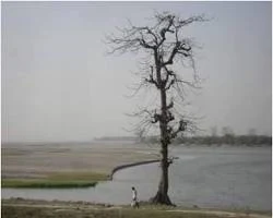 শীতকালে গাছের পাতা ঝরে যায় কেন