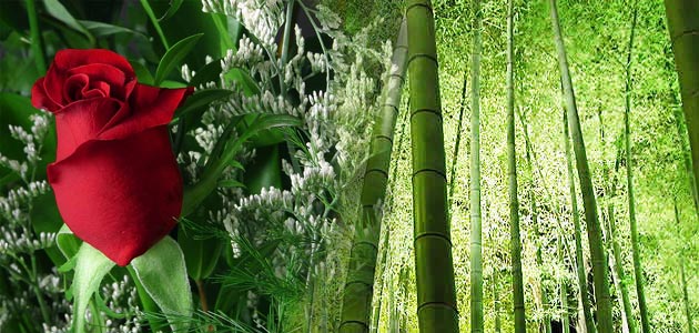I'ts My Mind :): Kisah Bunga Mawar & Pohon Bambu