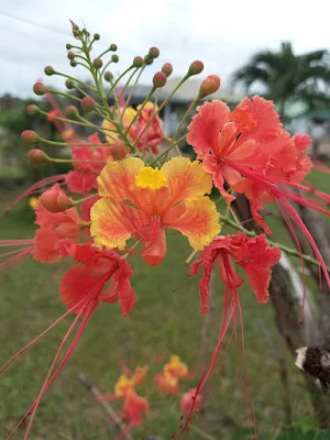 "  Bright red and orange colored flower growing in Suriname South America"