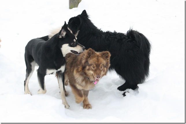 Lapphundtreff Tueneset 2010 056