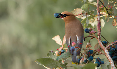 pájaro comiendo arándanos azules