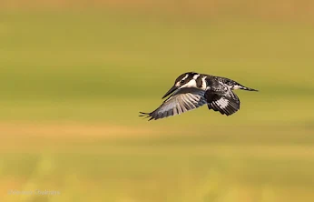 Birds in Flight Photography with Canon EOS 6D /  EF 70-300mm f/4-5.6L IS USM Lens